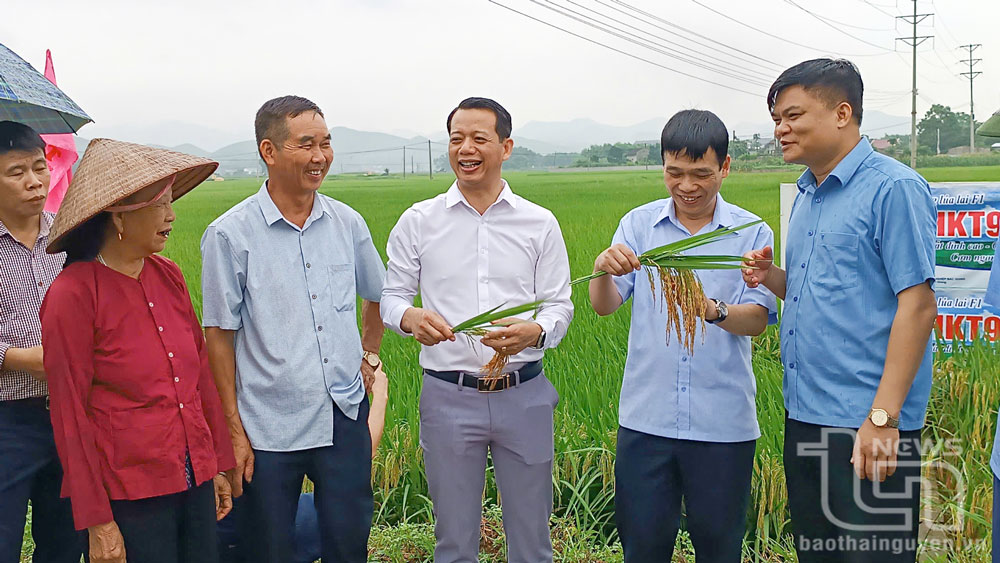 Giống lúa lai HKT99 cho năng suất đạt 83,6 tạ/ha