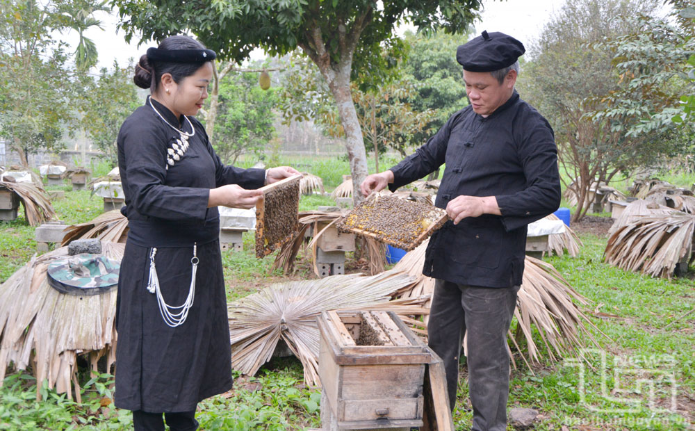 Người cất mật ngọt trên đất Hợp Thành
