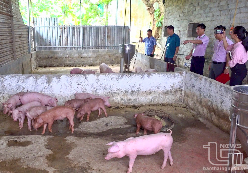 Cần bổ sung thêm nguồn vốn cho vay hỗ trợ tạo việc làm