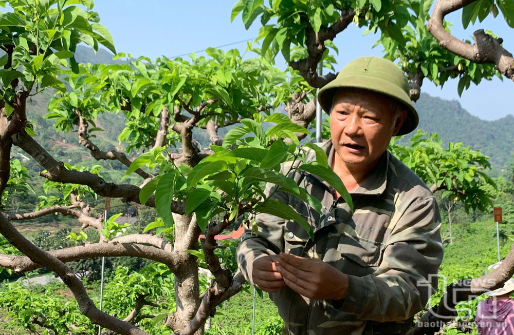 Người nông dân đưa khoa học lên đồi na