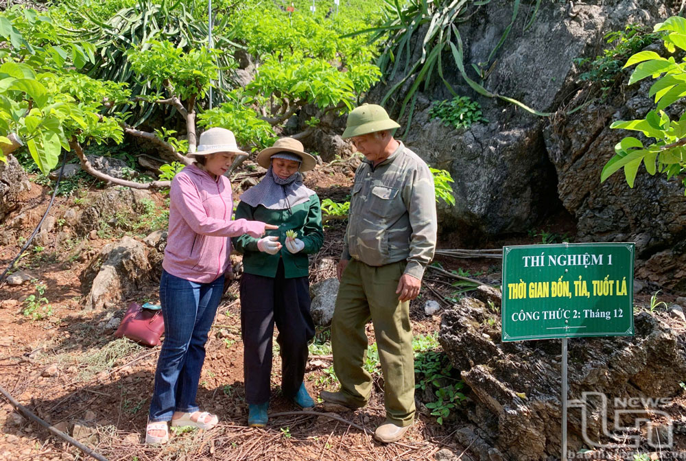 Vườn na của gia đình ông Kiều Thượng Chất là mô hình thâm canh đầu tiên, ứng dụng khoa học kỹ thuật  hiệu quả trên địa bàn xã Phú Thượng.