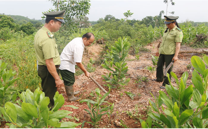 Cán bộ kiểm lâm hướng dẫn người dân trồng rừng để nâng cao độ che phủ, mang lại nguồn kinh tế từ rừng.