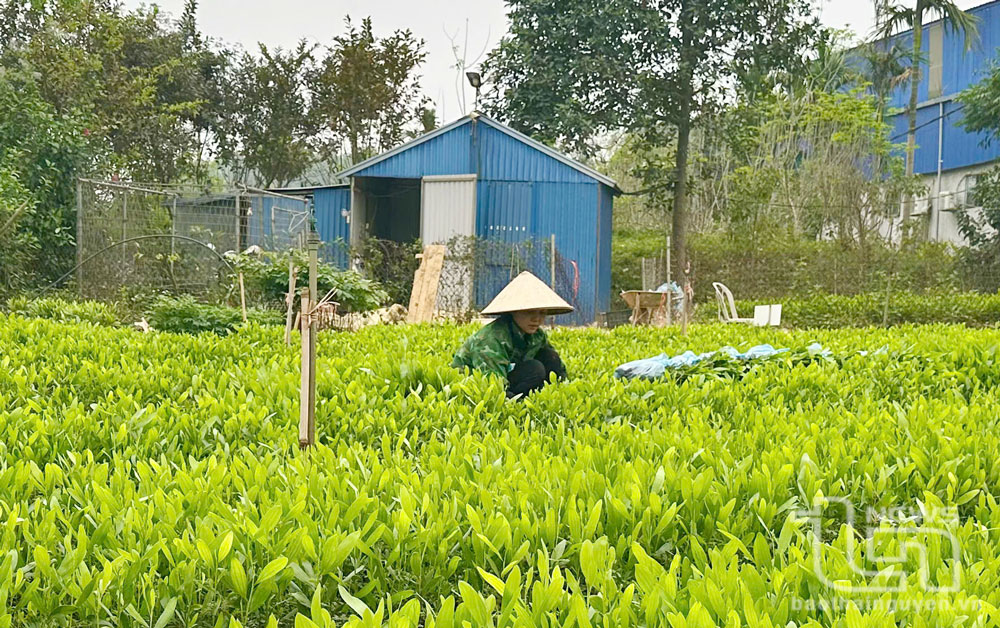 Việc cung ứng giống phục vụ trồng rừng luôn được tỉnh Thái Nguyên quan tâm.