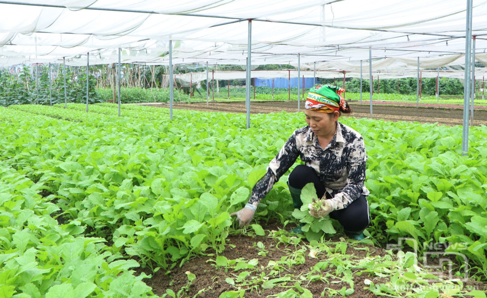 Phát huy lợi thế ven sông Cầu