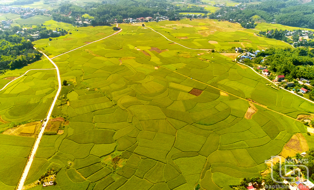 Cánh đồng lúa nếp Vải ở xã Ôn Lương (Phú Lương) vào vụ thu hoạch. Ảnh: Việt Dũng