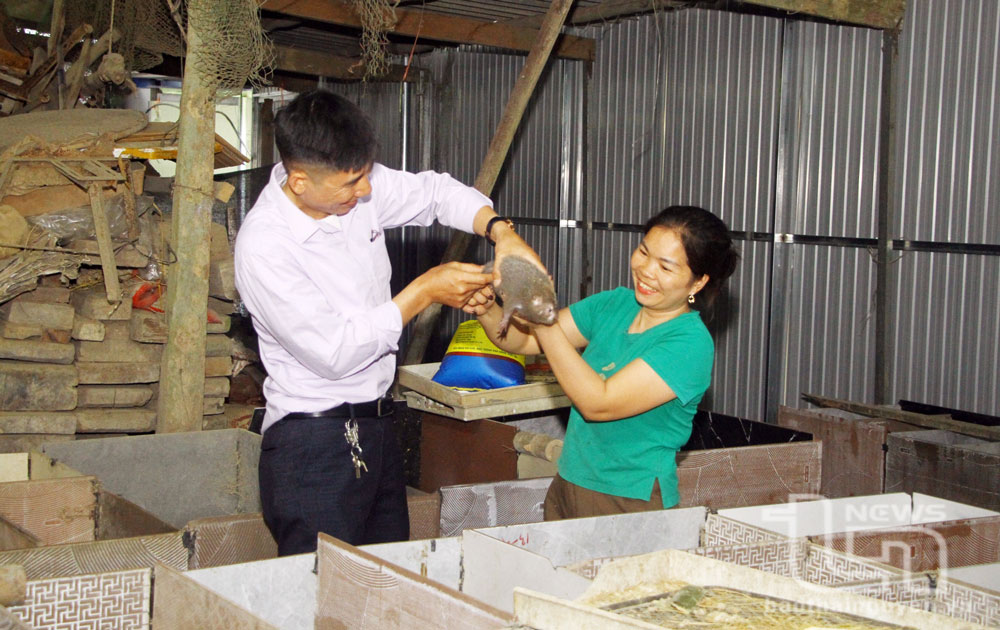 Nuôi dúi - Hướng sinh kế hiệu quả ở Sảng Mộc