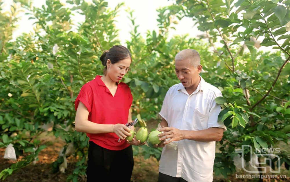 Ổi Linh Nham là thương hiệu nông sản nổi tiếng của Linh Sơn đạt chứng nhận OCOP, được người tiêu dùng trong và ngoài tỉnh ưa chuộng.