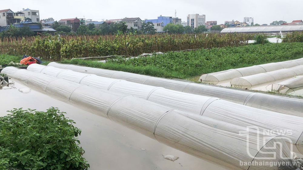 TP. Phổ Yên: Mưa lớn gây ngập úng ở nhiều khu vực