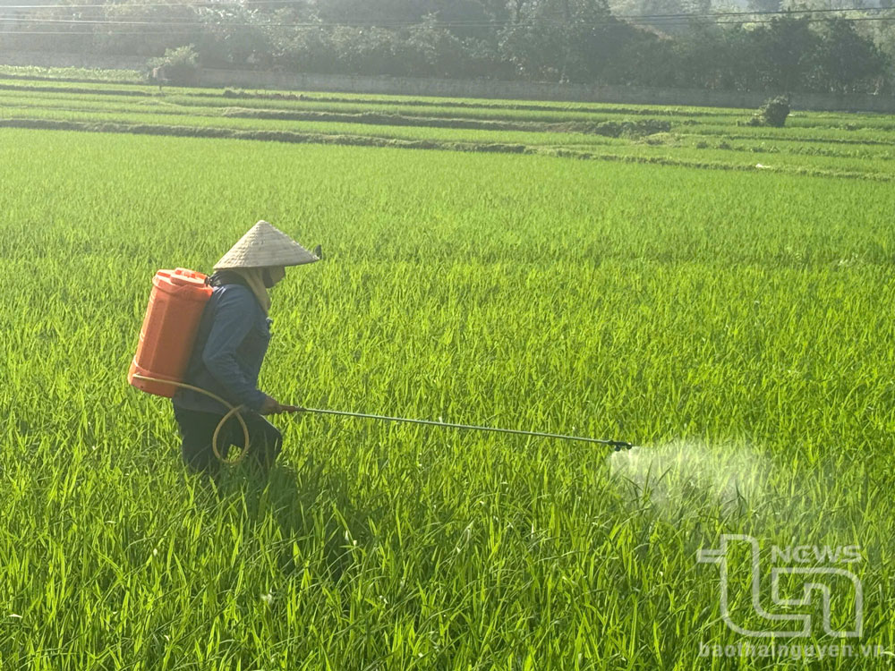 Phát sinh nhiều loại sâu bệnh gây hại trên lúa xuân
