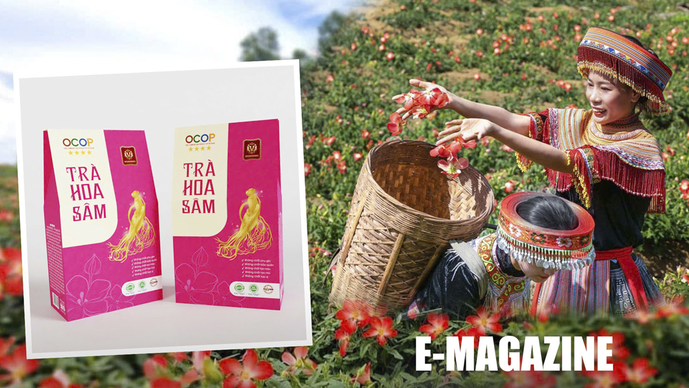 Ươm mầm sâm Bố Chính trên đất chè Thái Nguyên