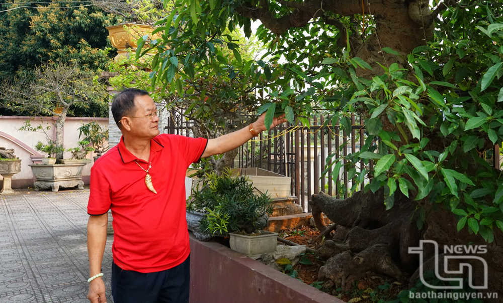 Nhờ có niềm đam mê, ông Nguyễn Văn Học đã gặt hái nhiều thành công trong nghề trồng cây cảnh.
