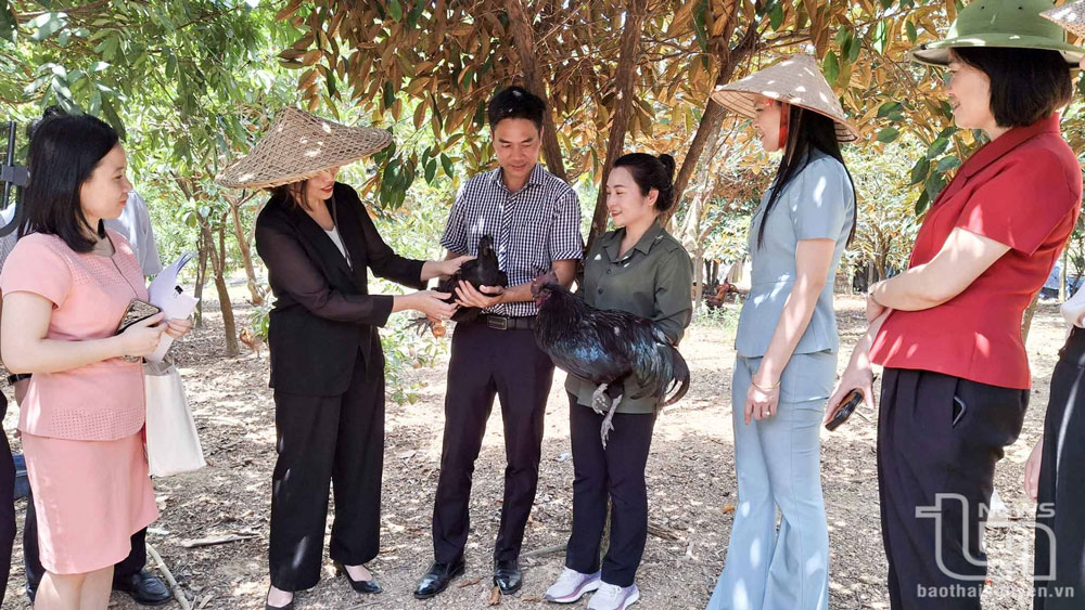 Ngoài phát triển cây dược liệu, Hợp tác xã Nông nghiệp và Dược liệu Thiên Phúc, xã Minh Lập (Đồng Hỷ) còn chăn nuôi 5.000 con gà ri, ri lai, 4.000 con gà H’Mông, mang lại nguồn thu ổn định.