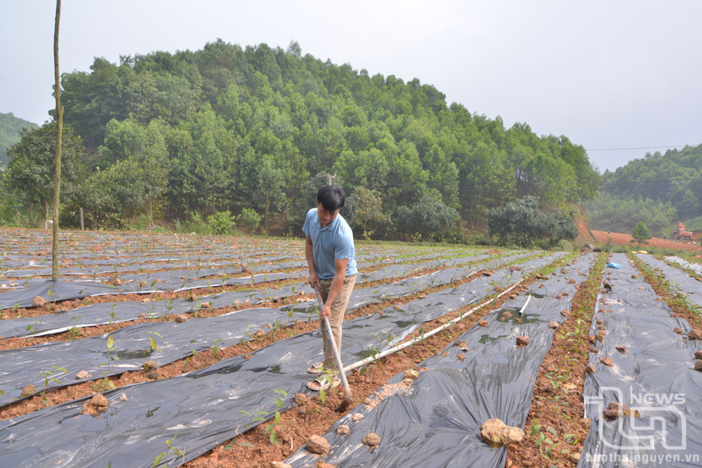 Phú Lương: Trồng mới, trồng lại trên 340ha chè