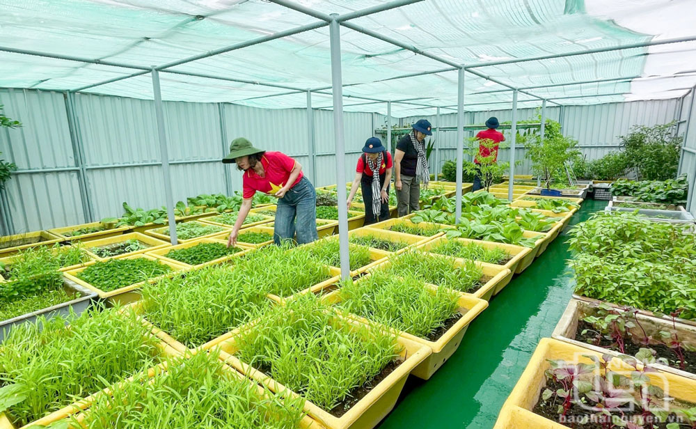 Khu vực tăng gia rau xanh của cán bộ, chiến sĩ huyện đảo Trường Sa.