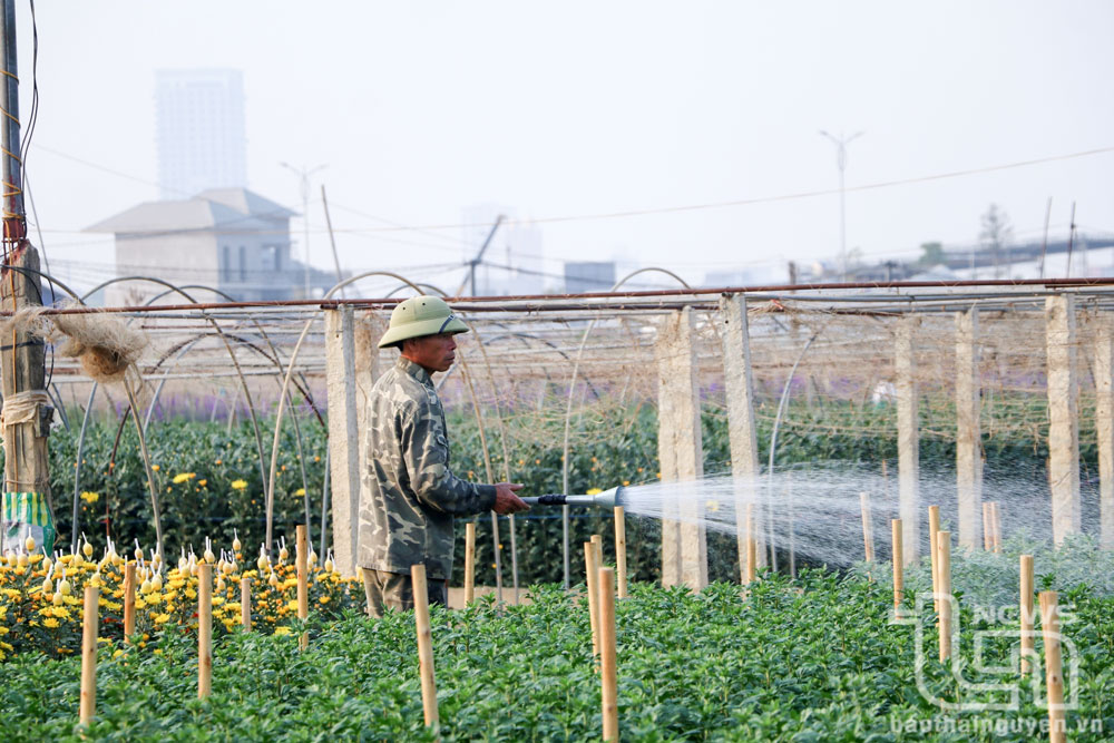 Người dân Linh Sơn chăm sóc hoa.