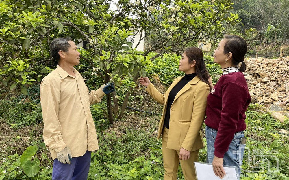 Mô hình trồng cây ăn quả của gia đình ông Đinh Văn Luyến (ở xóm Đồng Đình, xã Yên Lãng) cho thu nhập hàng trăm triệu đồng mỗi năm.