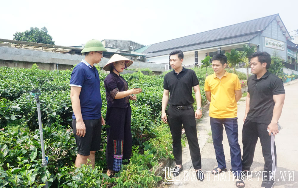 Du lịch trải nghiệm vùng chè: Chưa xứng với tiềm năng