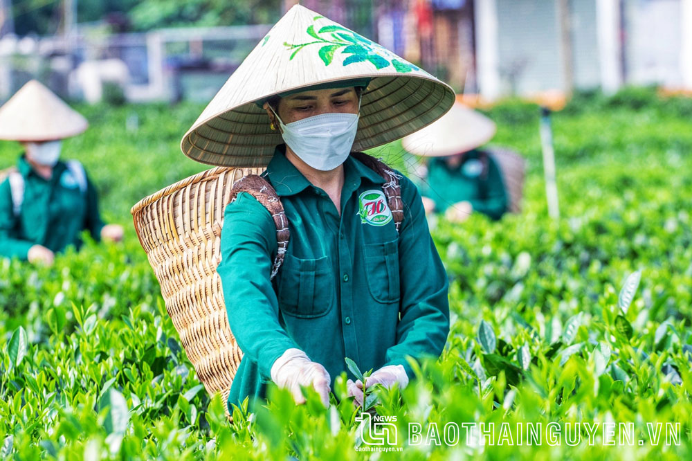 Người dân thu hái chè.