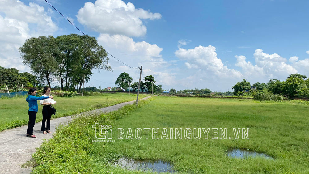 Được triển khai năm 2011, song đến nay, Dự án KĐT số 1 phường Cải Đan vẫn chỉ là những khu đất trống, cỏ dại mọc um tùm.