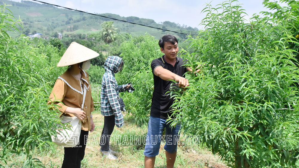 Người tiên phong chuyển đổi cây trồng ở Tân Linh