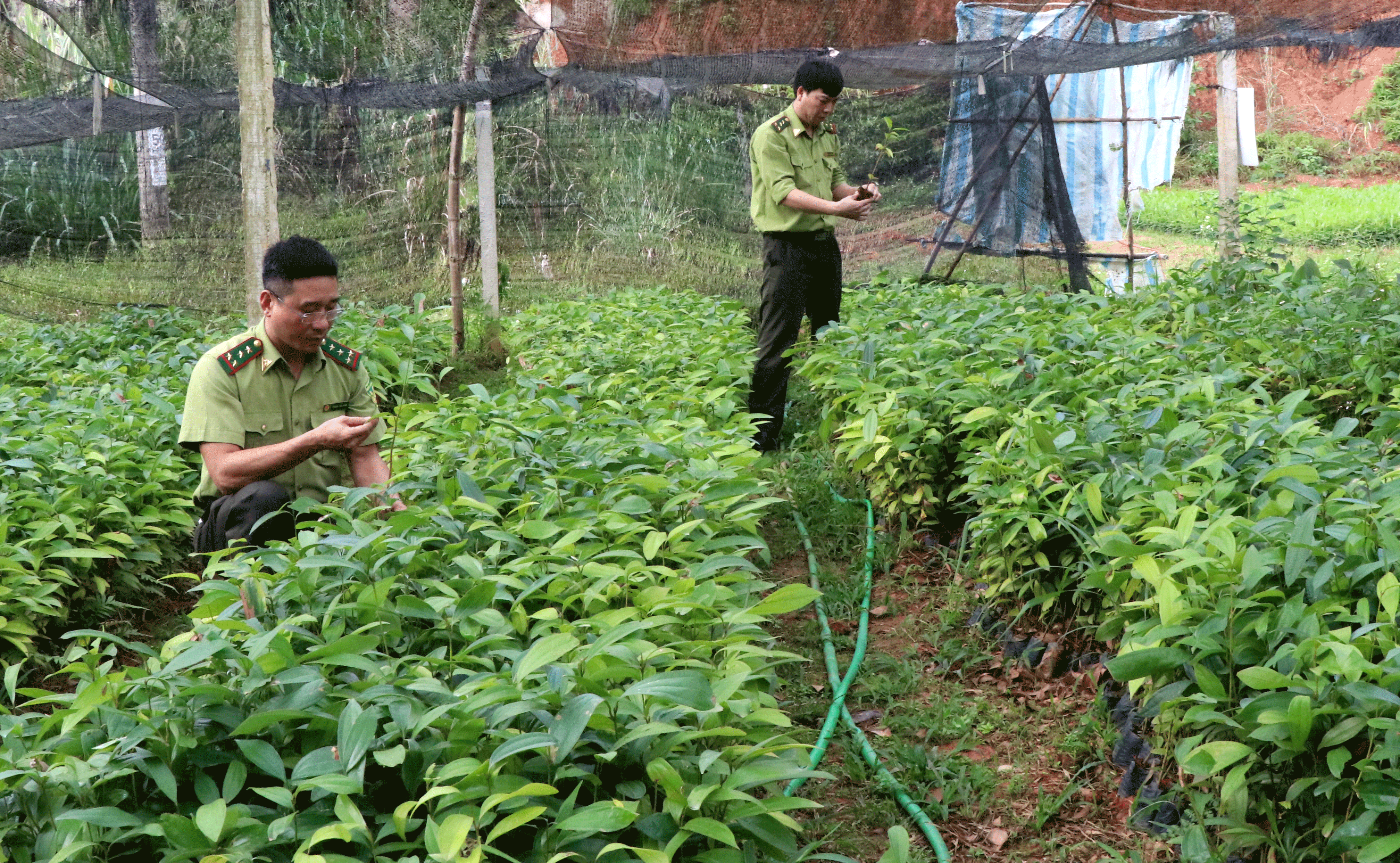 Diện tích trồng rừng tăng trên 24% so với cùng kỳ