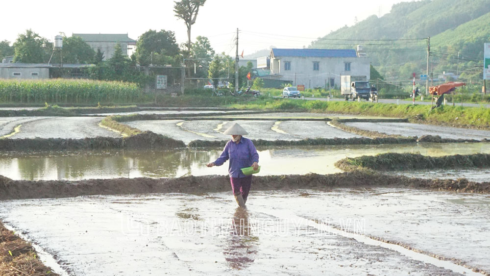Nông dân Thái Nguyên hối hả luân canh gối vụ