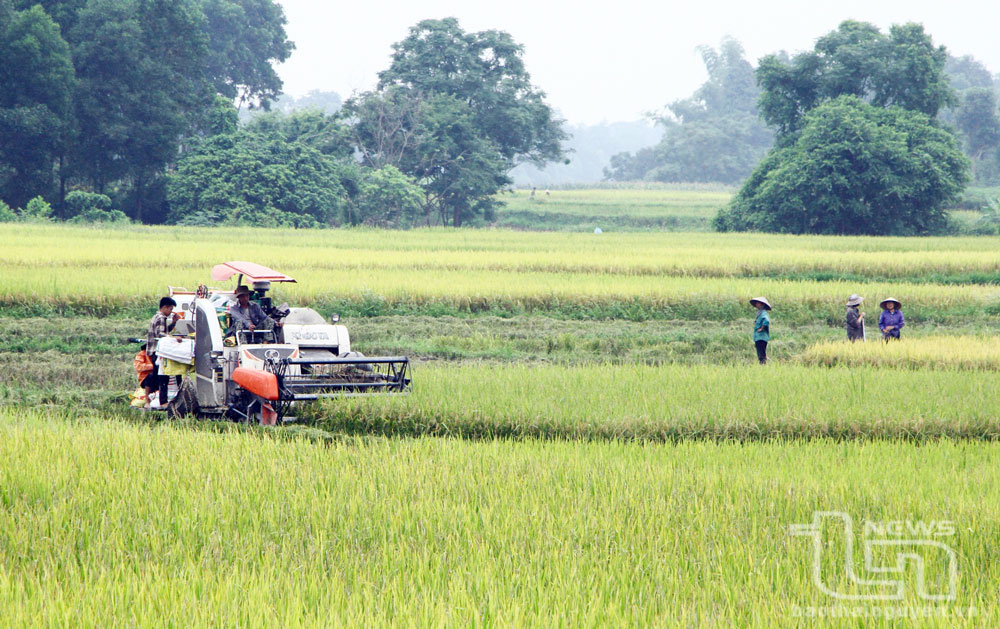 Khẩn trương thu hoạch lúa xuân