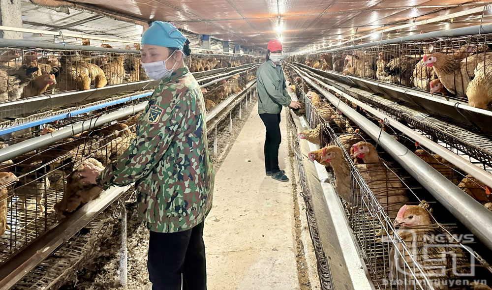 Chăn nuôi theo hướng an toàn sinh học: Giảm chi phí, tăng lợi nhuận