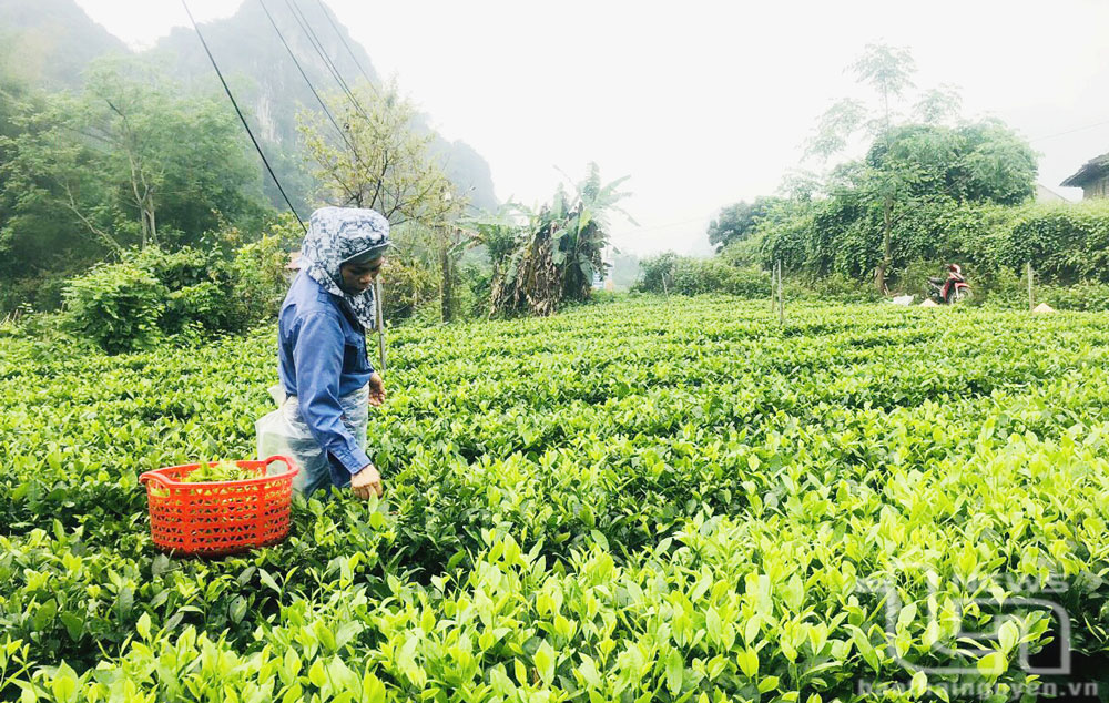Chè là một trong những loại cây trồng chủ lực, được người dân huyện vùng cao Võ Nhai tích cực đầu tư mở rộng diện tích và nâng cao chất lượng sản phẩm.