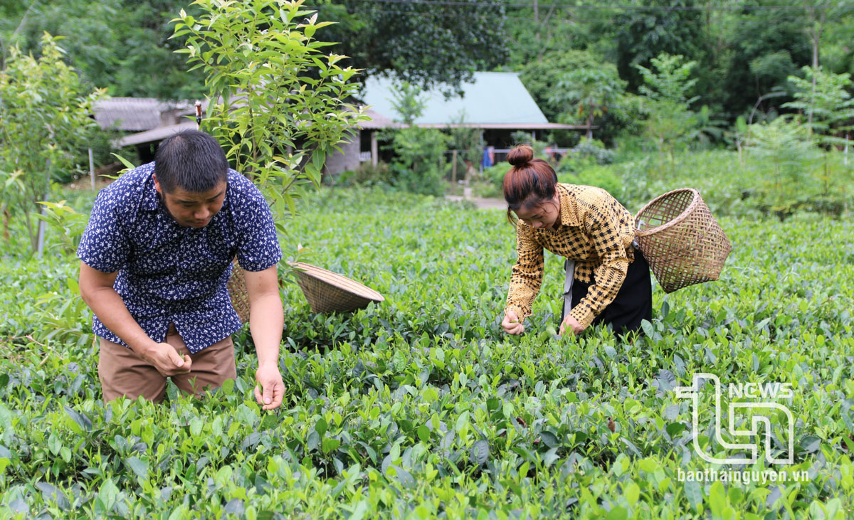 Phú Lương: Sản lượng chè búp tươi đạt trên 21,1 nghìn tấn
