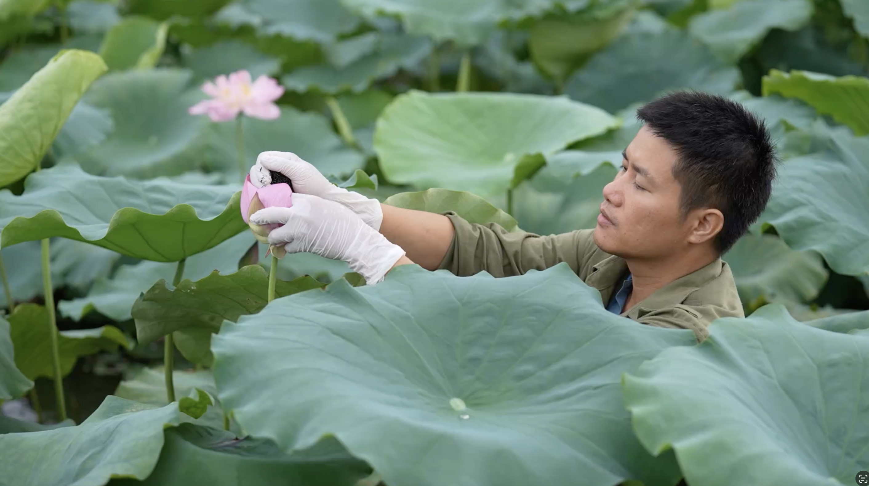 Về Tân Cương dệt hương cho Trà