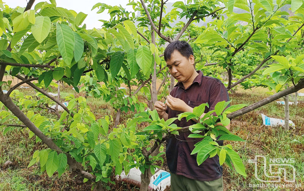 Sức sống mới ở bản người Mông Trung Sơn