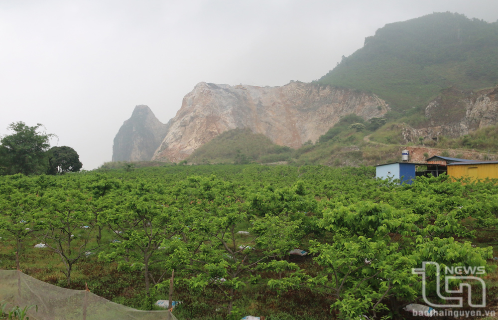 Một góc vùng trồng na ở xã Quang Sơn, Đồng Hỷ.