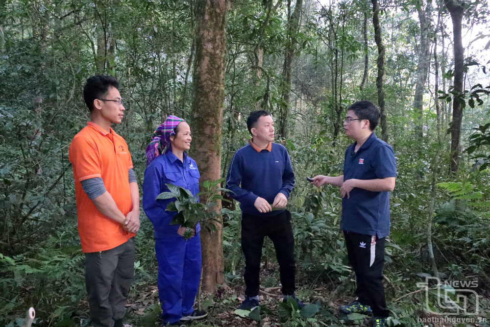 Nhà báo Quốc Tuân (ngoài cùng bên phải) trao đổi với các nhà khoa học, nghệ nhân chè trong cuộc tọa đàm tổ chức bên cây chè cổ trên đỉnh núi giữa rừng già.