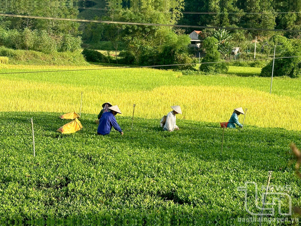 Nhiều hộ dân ở Thái Nguyên đã sản xuất chè theo hướng hữu cơ, đảm bảo an toàn thực phẩm, đáp ứng nhu cầu người tiêu dùng.