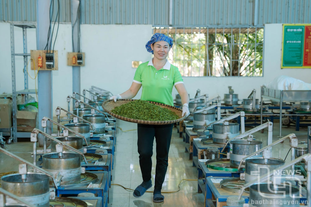 Chè Thái Nguyên chinh phục thị trường thế giới - Kỳ 2: Vang danh vùng chè xuất khẩu trọng điểm