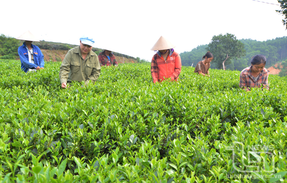 6 tháng đầu năm, huyện Phú Lương đã cơ bản hoàn thành các chỉ tiêu đề ra, trong đó sản lượng chè búp tươi đạt hơn 22.600 tấn. Trong ảnh: Người dân xóm Trung Thành 2, xã Vô Tranh, thu hái chè chính vụ.