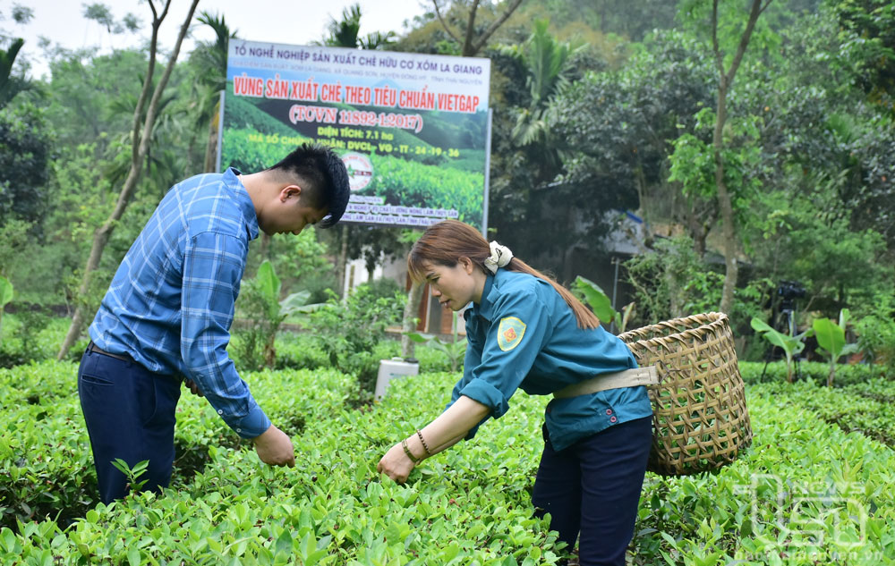 Nâng tầm giá trị chè trung du 