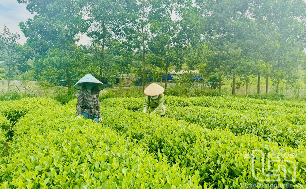 Từ đồi chè đến cuộc sống ấm no ở Vân Long