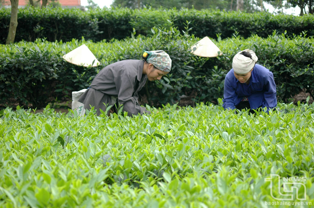 Nâng cao đời sống đồng bào dân tộc thiểu số