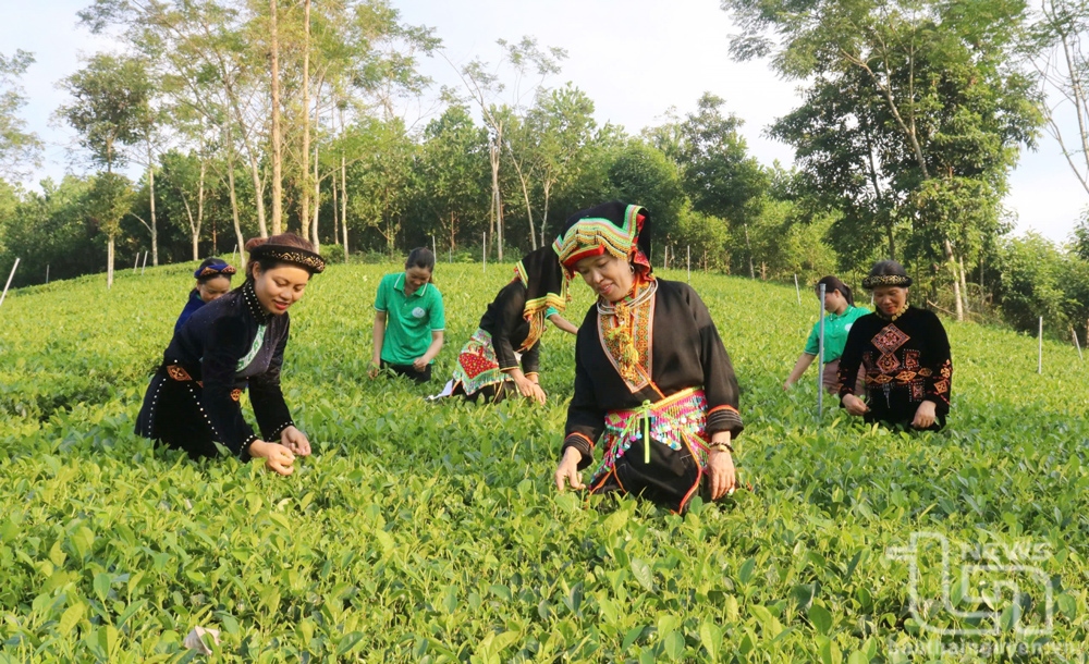 Nhờ công tác dân vận, người dân xã Tràng Xá đã thay đổi tập quán sản xuất chè.