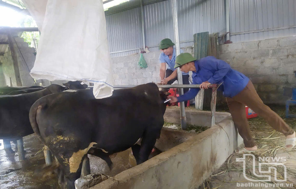 Mức hỗ trợ đối với cơ sở sản xuất khắc phục dịch bệnh động vật