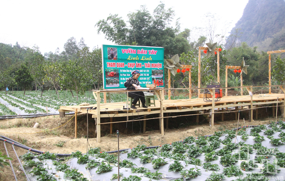 Mô hình trồng dâu tây kết hợp làm du lịch trải nghiệm của chị Vì Thị Hải Hậu (xã Vũ Chấn, Võ Nhai) là một hướng đi mới ở địa phương.