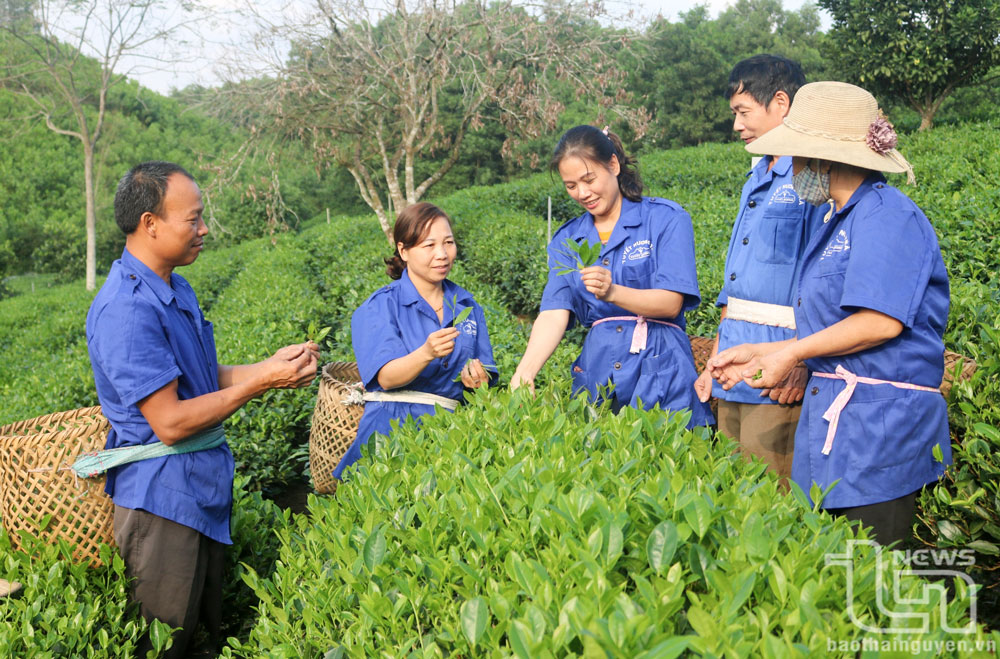 Để người tiêu dùng yên tâm, nông dân các vùng chè trong tỉnh chia sẻ hình ảnh sản xuất, chế biến chè qua không gian mạng.
