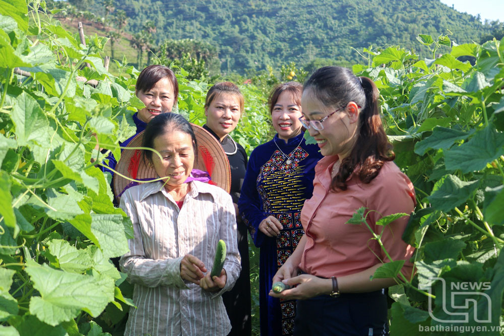 Quy trình sản xuất rau an toàn được cán bộ, hội viên Hội Liên hiệp Phụ nữ xã Trung Lương (Định Hóa) chia sẻ lên không gian mạng.