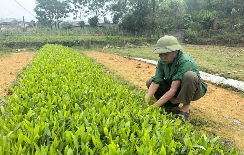 Bảo đảm chất lượng giống cây lâm nghiệp