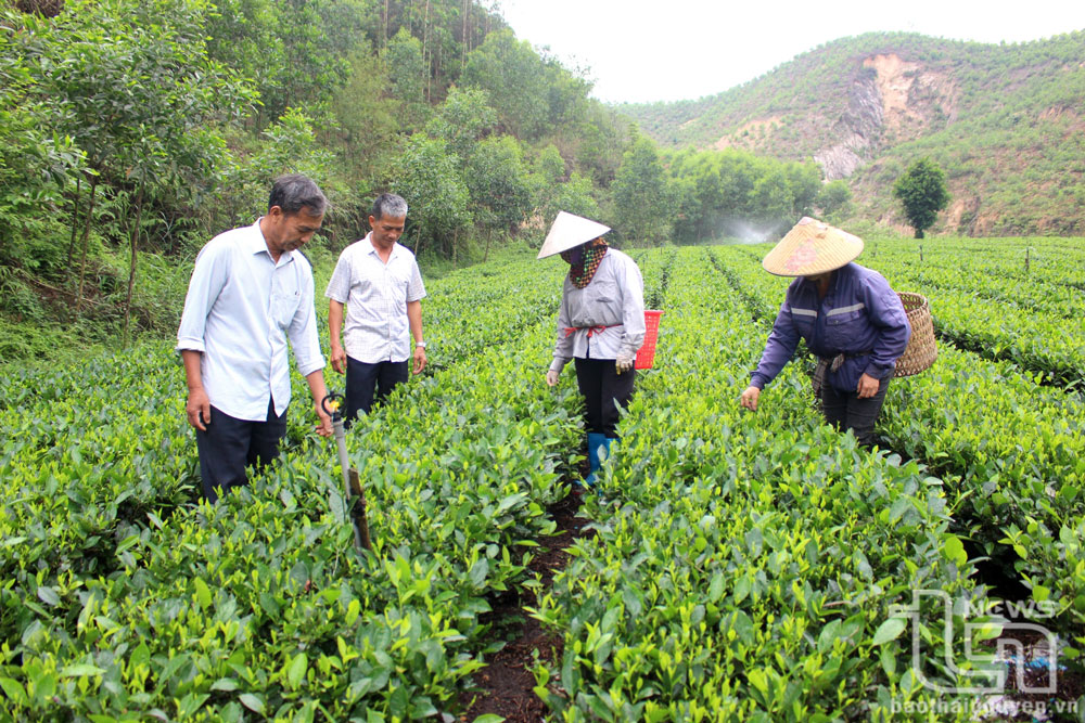 Gương sáng một bí thư chi bộ