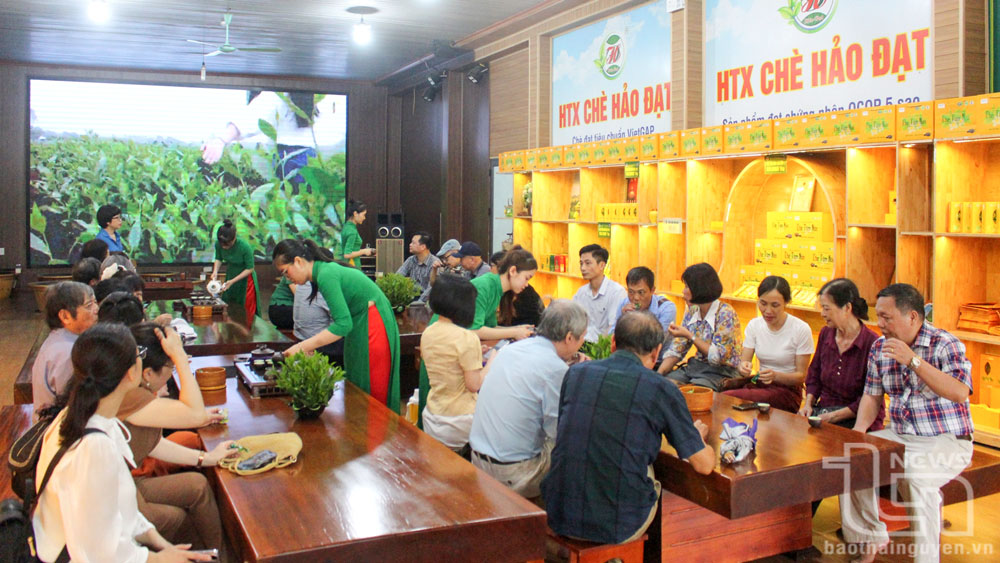 Đoàn tham quan các kỹ thuật trồng, chăm sóc, chế biến và thưởng trà tại một số hợp tác xã trên địa bàn tỉnh.