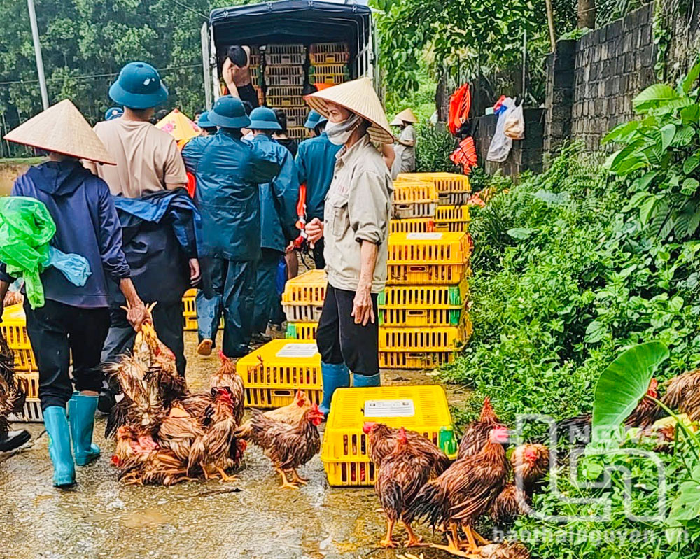 Sau khi thông tin giải cứu gà được đăng tải trên các trang mạng xã hội, nhiều người dân đã đến tận hộ gia đình để mua ủng hộ.