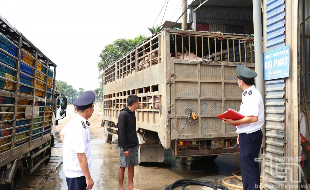 Thái Nguyên: Phát hiện hai vụ vận chuyển động vật không có giấy kiểm dịch